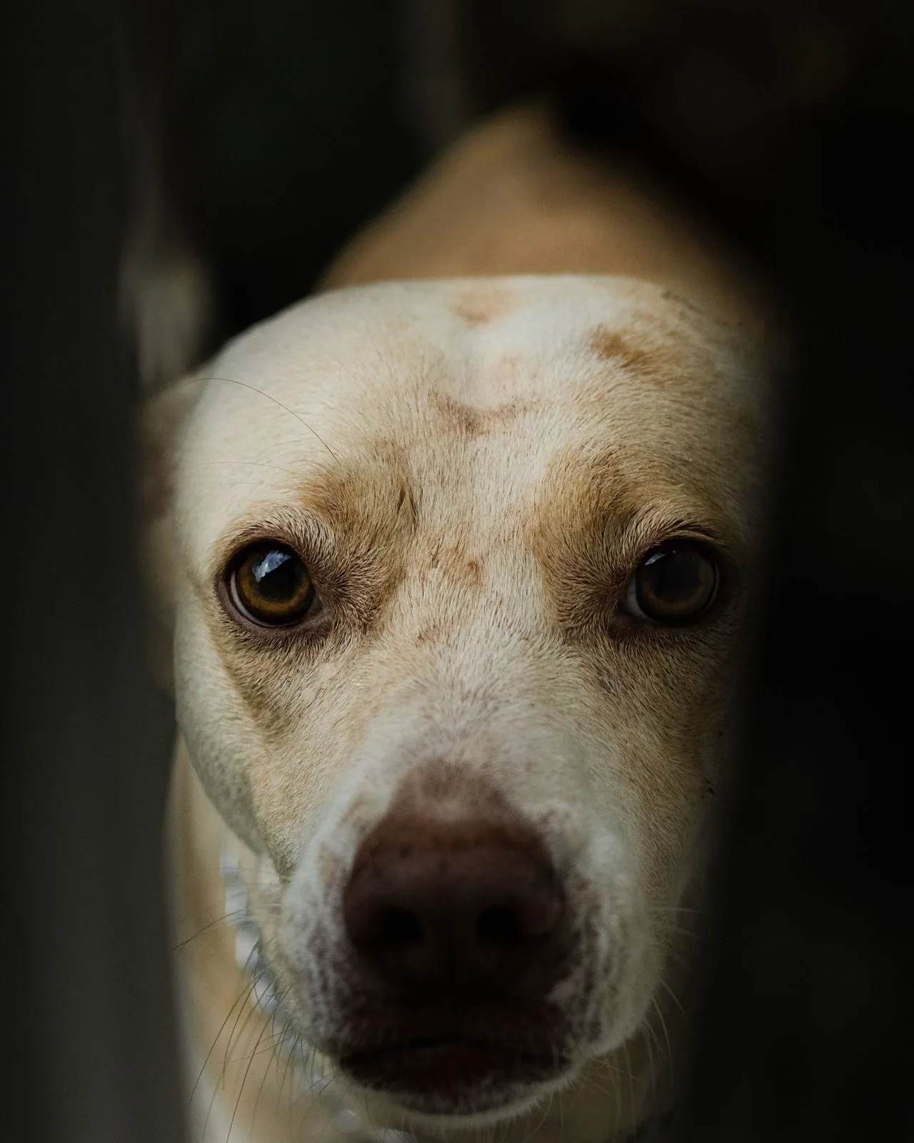 Before: candid close-up photo of a golden Labrador retriever's face